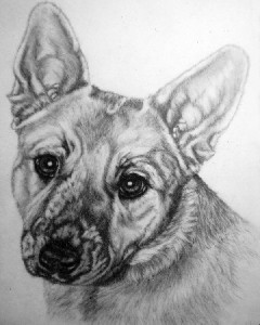 red_heeler