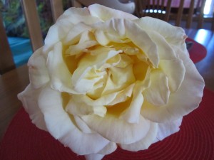 Sally's Peace roses 001